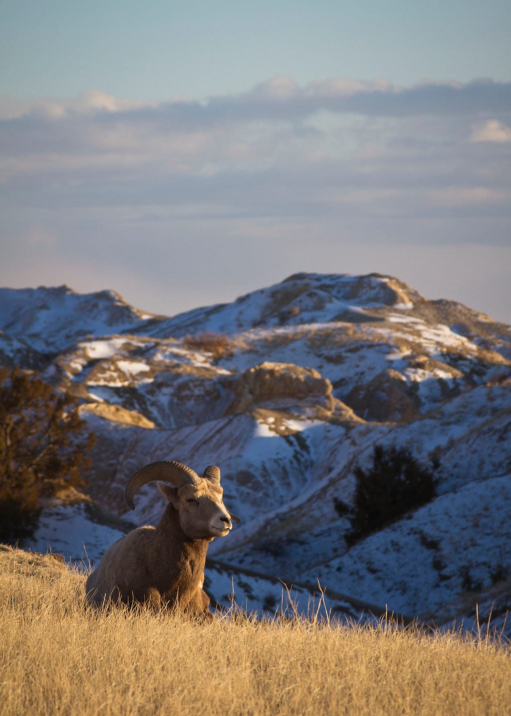 A bighorn sheep rests in golden light with a snowy mountain background.