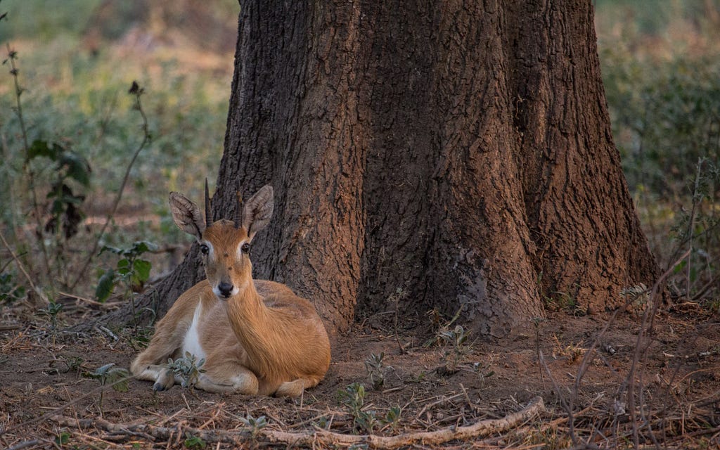 You can tell an oribi apart from other antelopes by its short, black tail and dark glands in front of its eyes, which are used by males to mark their territories.