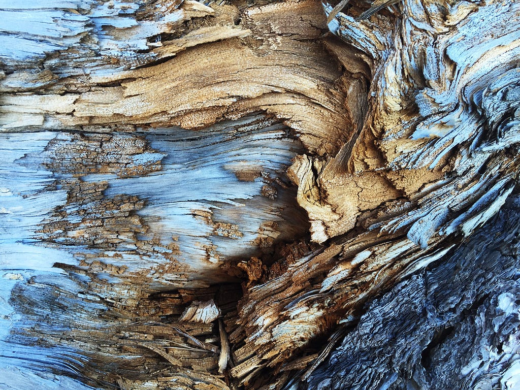 Blue, grey, and tan warped texture of a gnarled tree photographed in close proximity to produce an abstract image