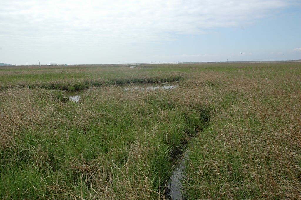 An open salt marsh, showing channels through the grasses and sky in the background. USFWS