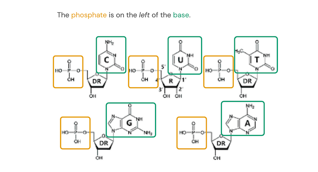 Five distinct chemical structure images of nucleotides, titled “The phosphate is on the left of the base." In each structure, the phosphate and base are highlighted in boxes, with the phosphate always on the left of the base.