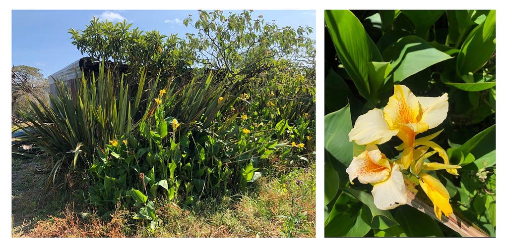 2.1. Phormium tenax — Lily plant family. Our whanau farm.