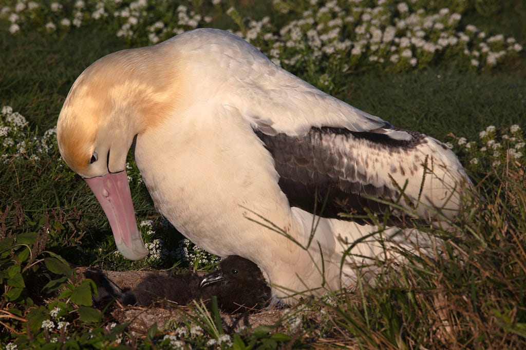 A golden headed short-tailed albatross male sits on the nest with its black feathered and fluffy new chick.