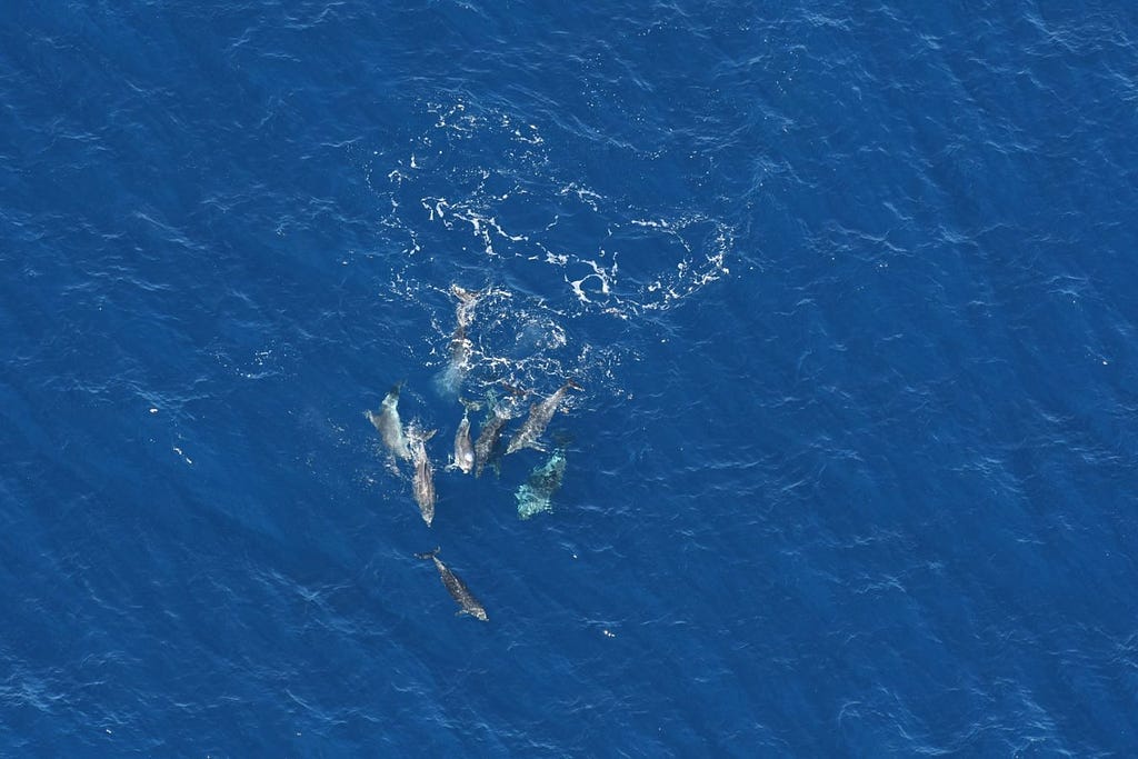 a group of 8–10 dolphins swimming close together