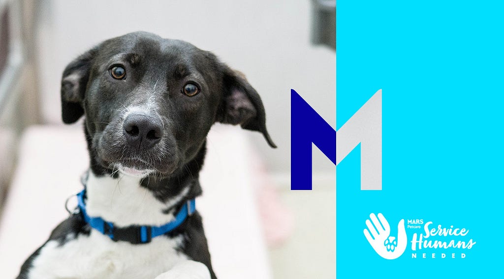 A black and white dog looking at the camera hopefully. The image includes a large M signifying Mars, Incorporated, and the logo for the Mars Petcare Service Humans Needed program.