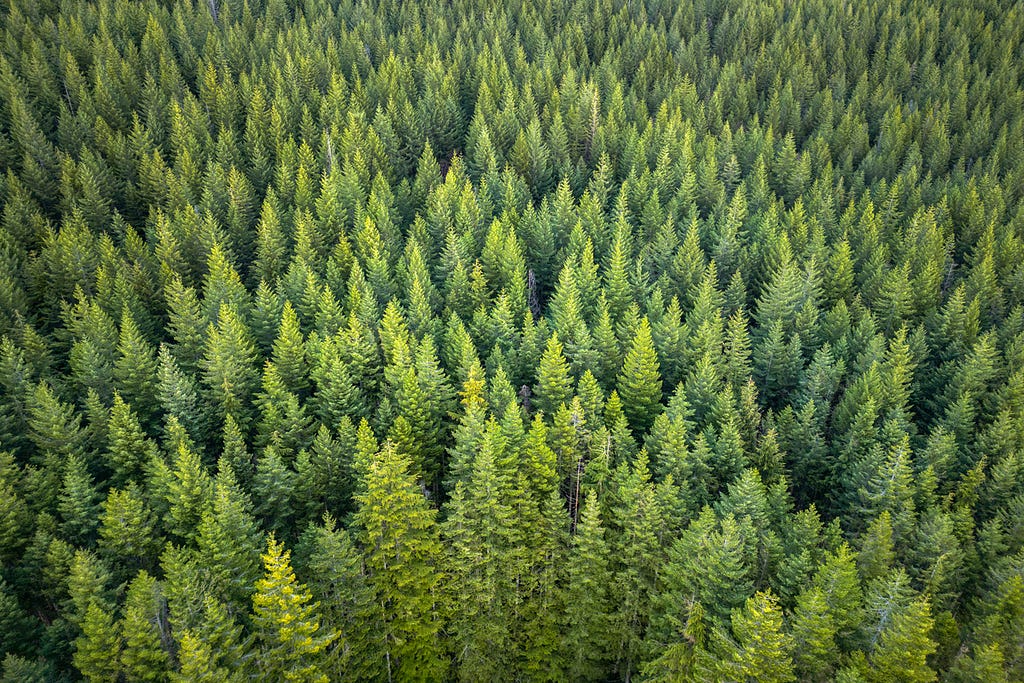 An image of a forest full of trees representing patterns found in nature