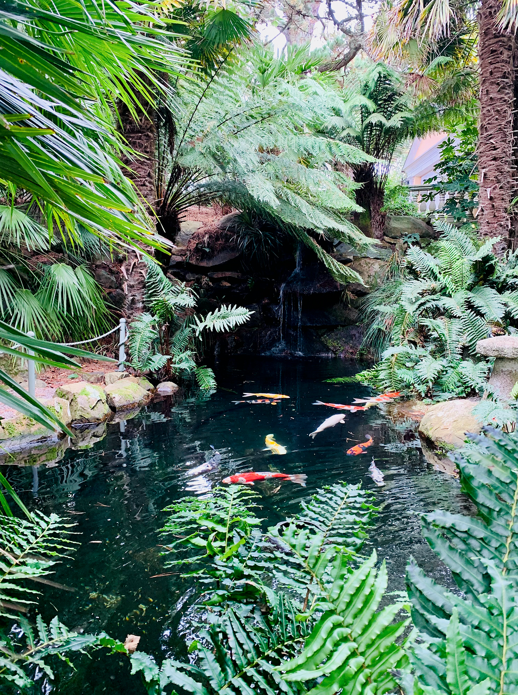 Several coi carp swim in a pond surrounded by ferns and palm trees