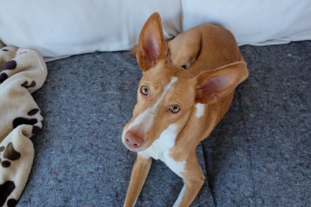 Podenco looking up into the camera with erect ears