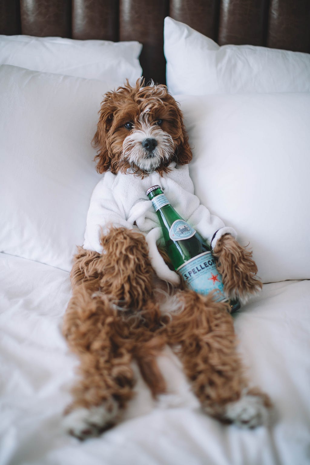 A photo of a shaggy dog lying on it’s back on a white bed. The dog is wearing a dressing gown, and holding a green bottle of Pellegrino water. Looking chill.