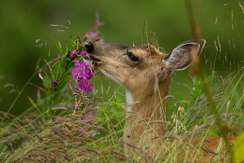 A sitka black tail deer eating fireweed