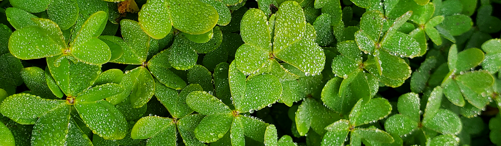 close up image of green clovers