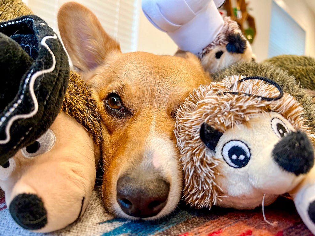 A corgie sandwhiched inbetween stuffed hedgehogs