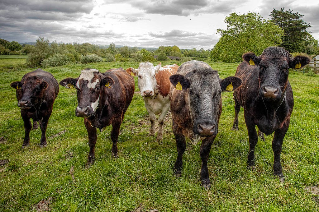 five healthy irish cows looking at the camera in a green field