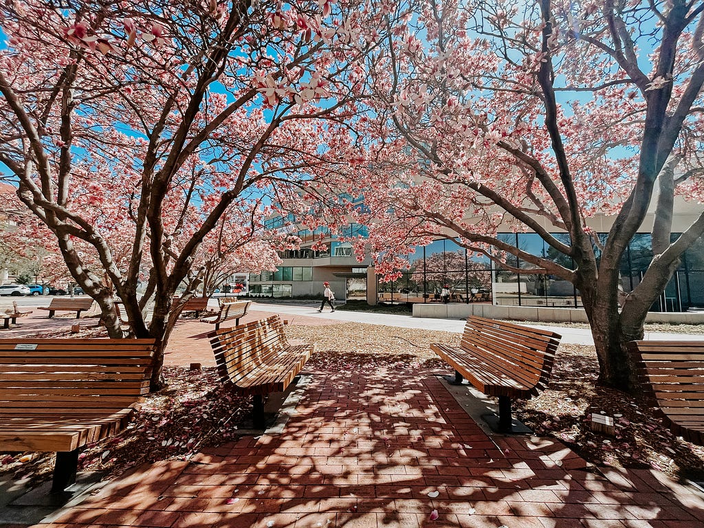 Magnolia trees bloom over benches. A student walks past the Lied Center in the background.