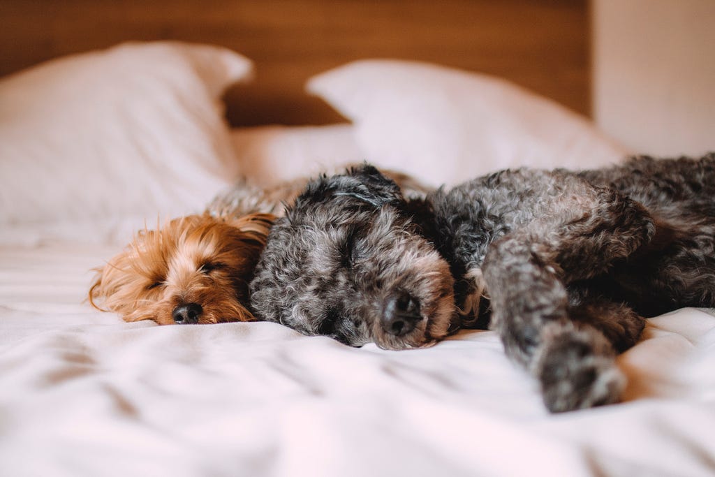 two-short-coated-gray-and-brown-puppies-lying-on-white-textile