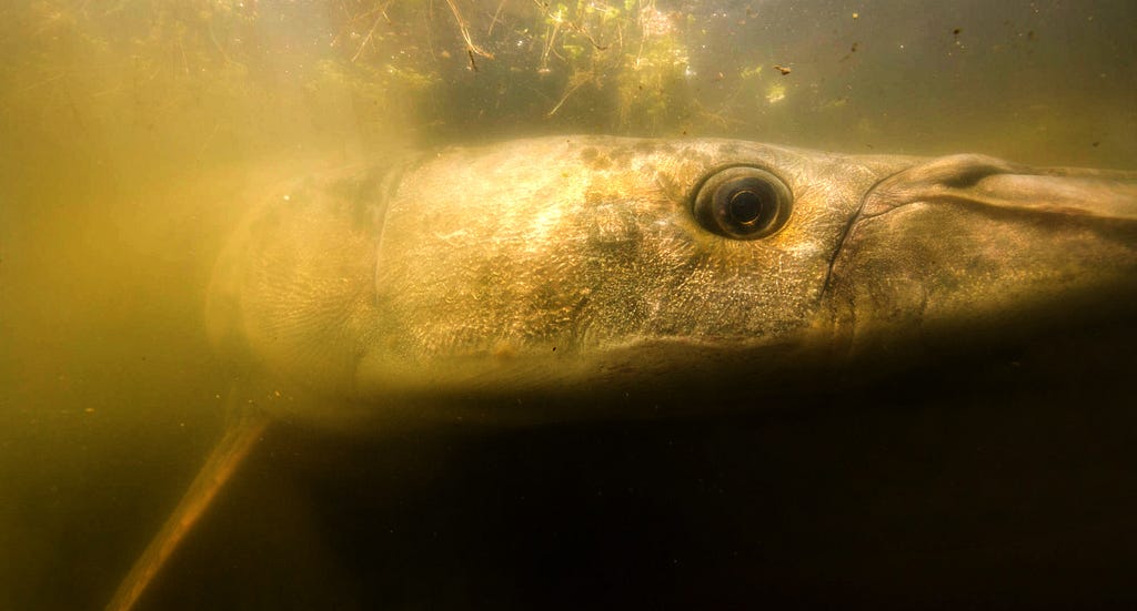 a gar face underwater