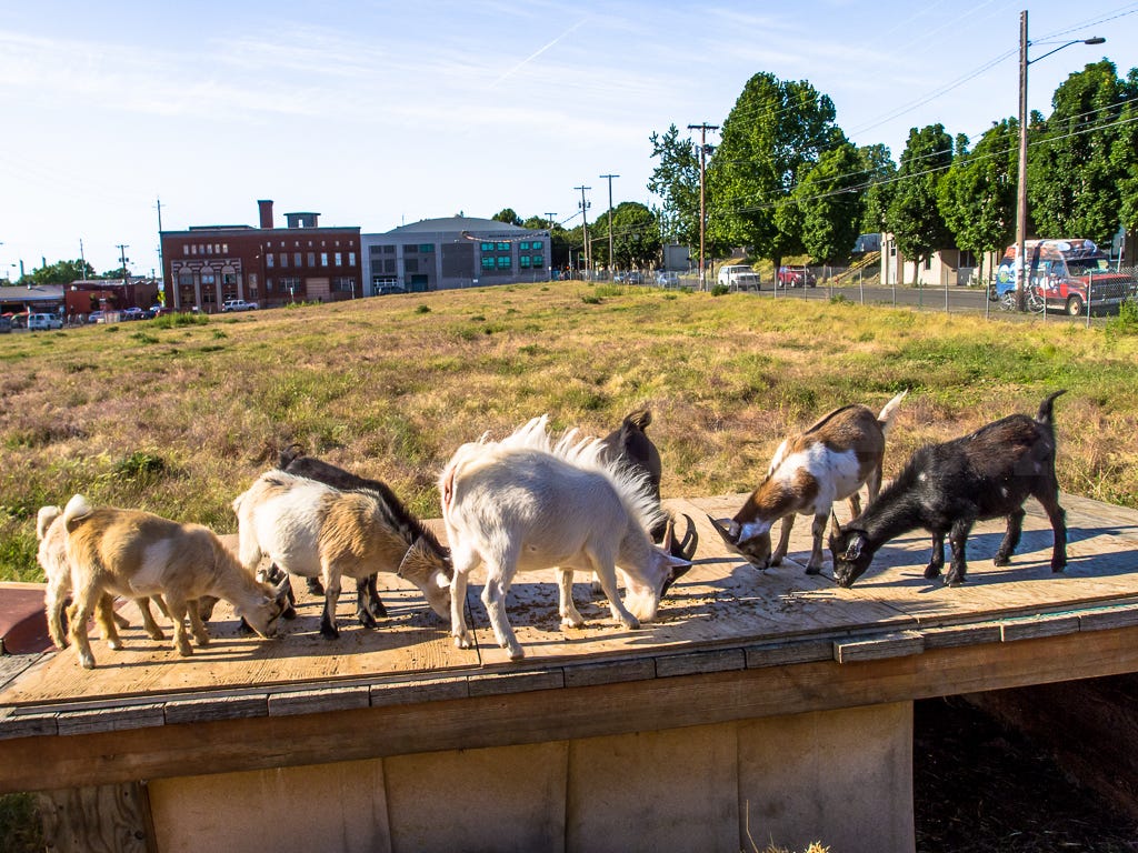 Six miniature goats of different shades and sizes all heads down on a wooden platform nibbling on treats, an expanse of grassy field behind them, short, urban buildings behind that.