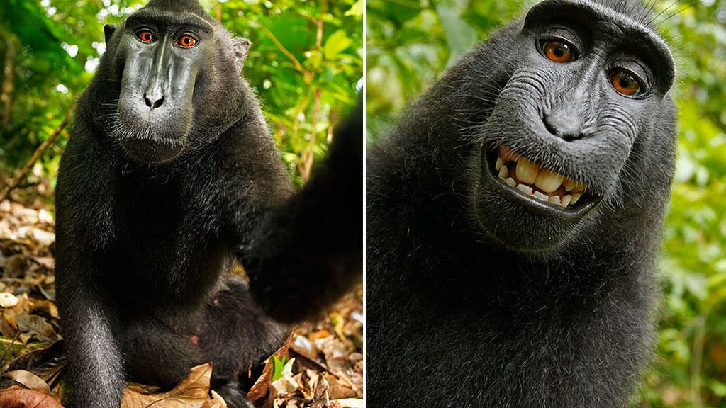 The monkey selfies