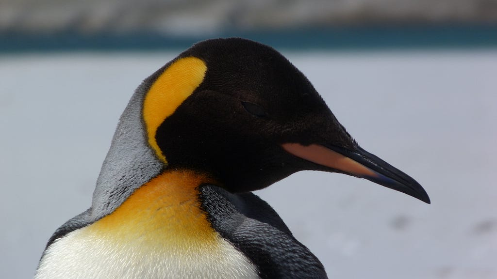 A close up of a king penguin’s head.