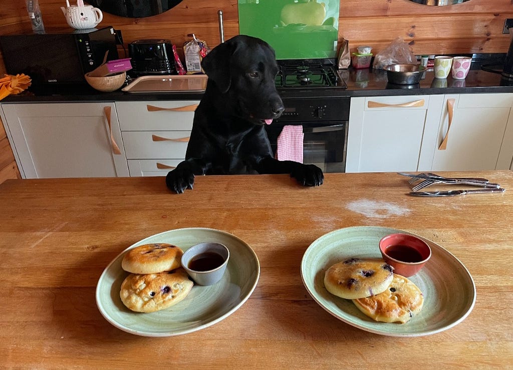 A big black labrador stood on his back legs with his paws on a wooden kitchen counter. His little pink tongue is peeking out as he serves the humans 2 plated of blueberry pancakes with little dishes of maple syrup.