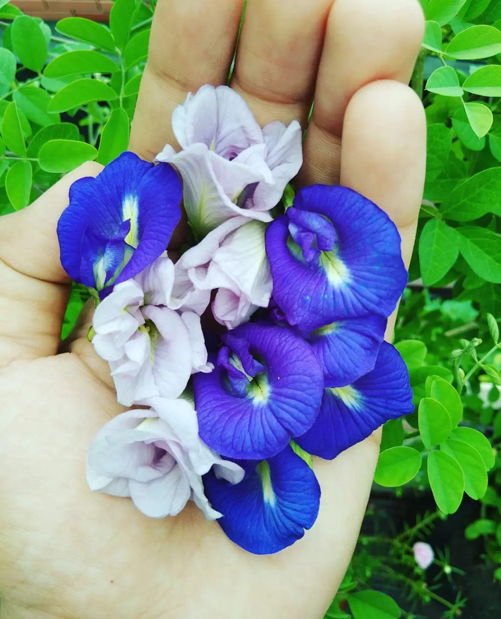 Butterfly Pea Flowers in the palm of my hand