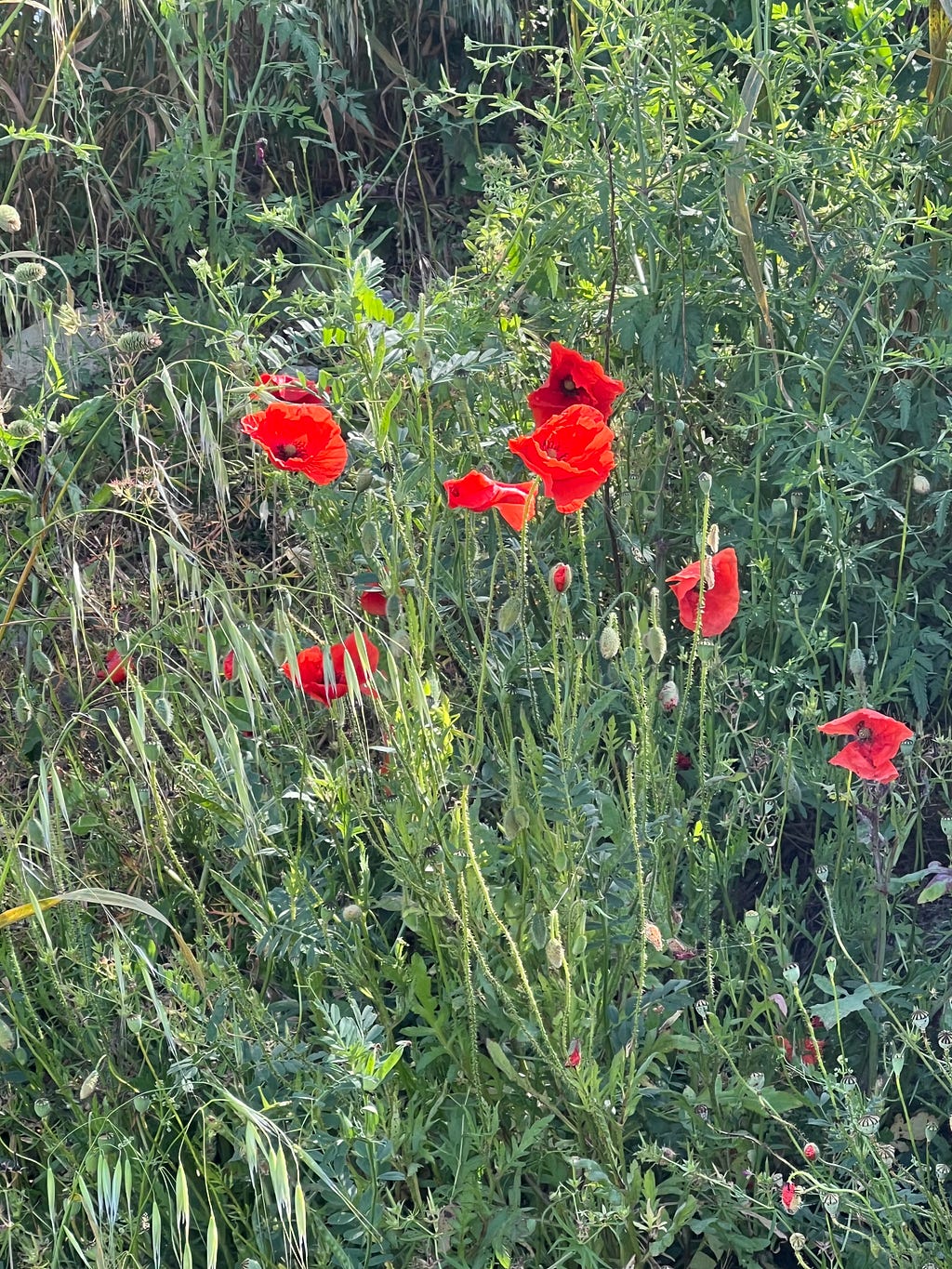 Scarlet poppy blooms, nodding seedheads, and soldier-straight wheat stalks disorder a roadside area.