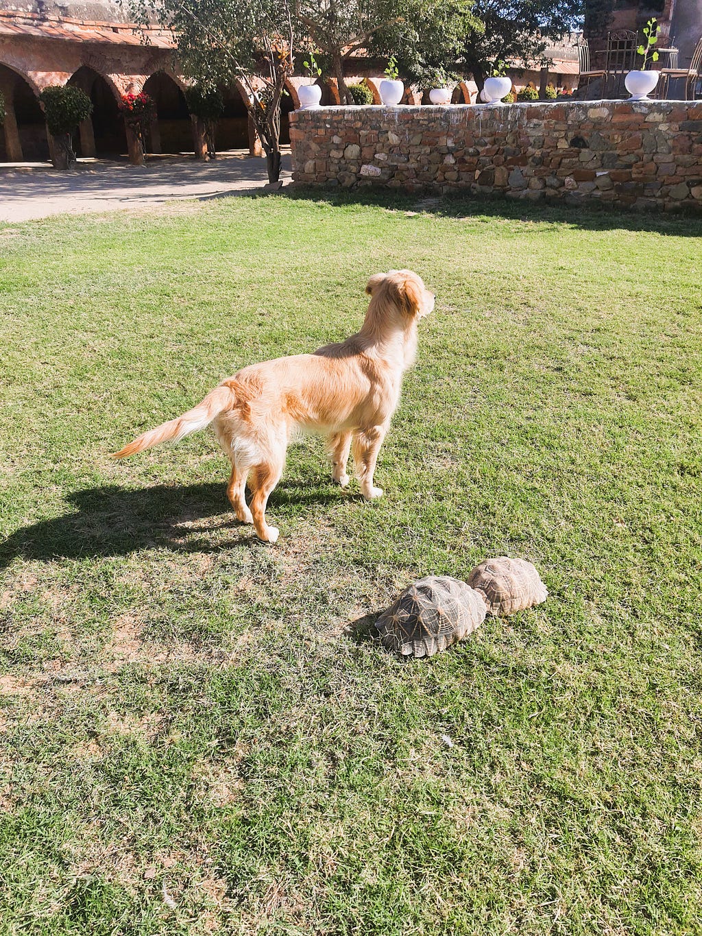 My pet golden retriever dog Alzu basking in sun with tortoises at a pet-friendly hotel in Sathin in Rajasthan