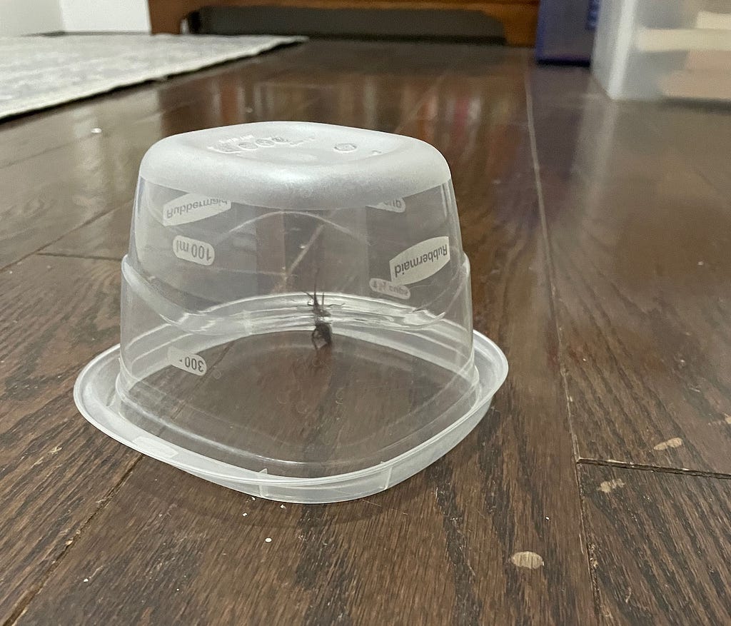 A large beetle trapped inside a plastic container