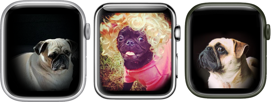 Pug photos on Apple Watch faces