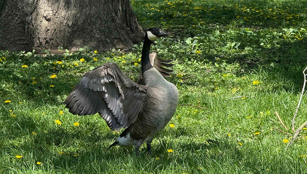 A Canada goose stands on a grassy area with wings spread wide. The goose has a black head and neck with a white patch on its face, and a grayish-brown body. The background includes a large tree trunk and scattered yellow dandelions among the green grass and foliage.
