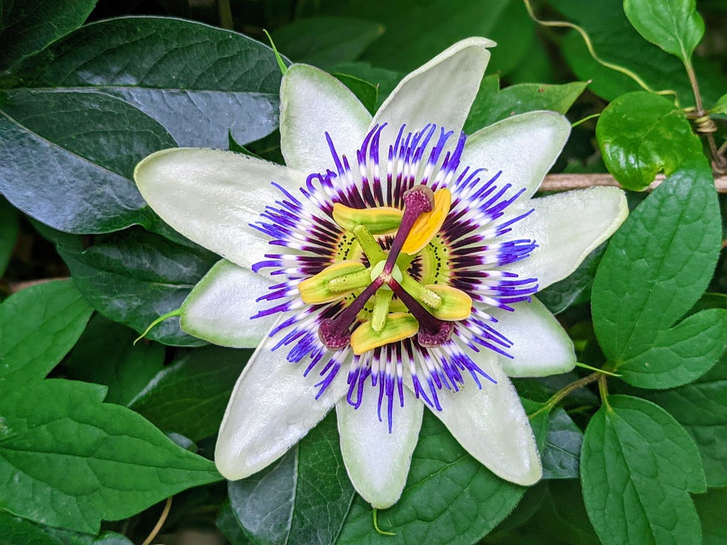 A passonfruit flower open, with stamen and a leafy green background