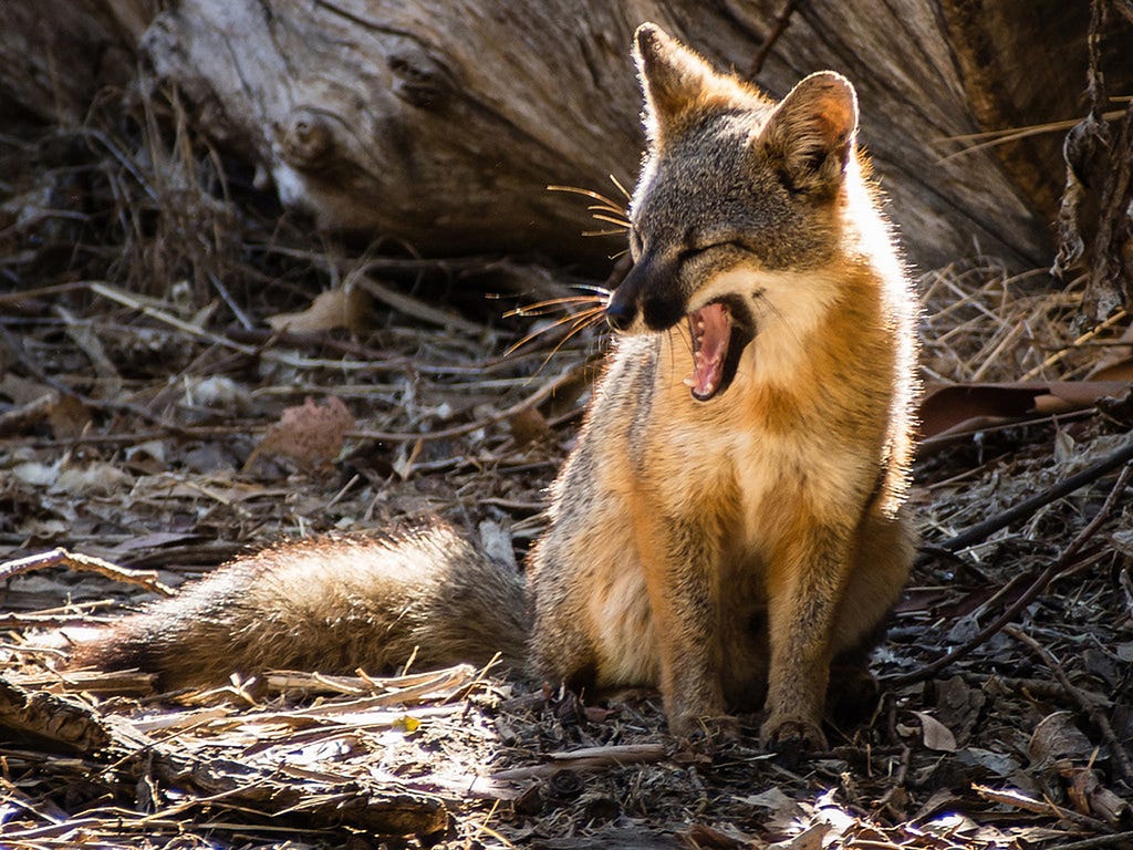 An endemic island fox yawns as it prepares for another day of checking out campers’ belongings on Santa Cruz Island in California’s Channel Islands National Park. (copyright Mike Blevins — all rights reserved)