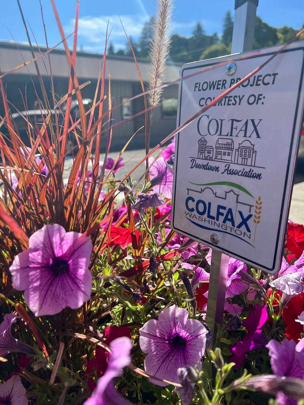 A colorful outdoor flower display with a building visible in the background. A sign reads “Flower project courtesy of:” with the logos of the Colfax Downtown Association and Colfax, Washington.