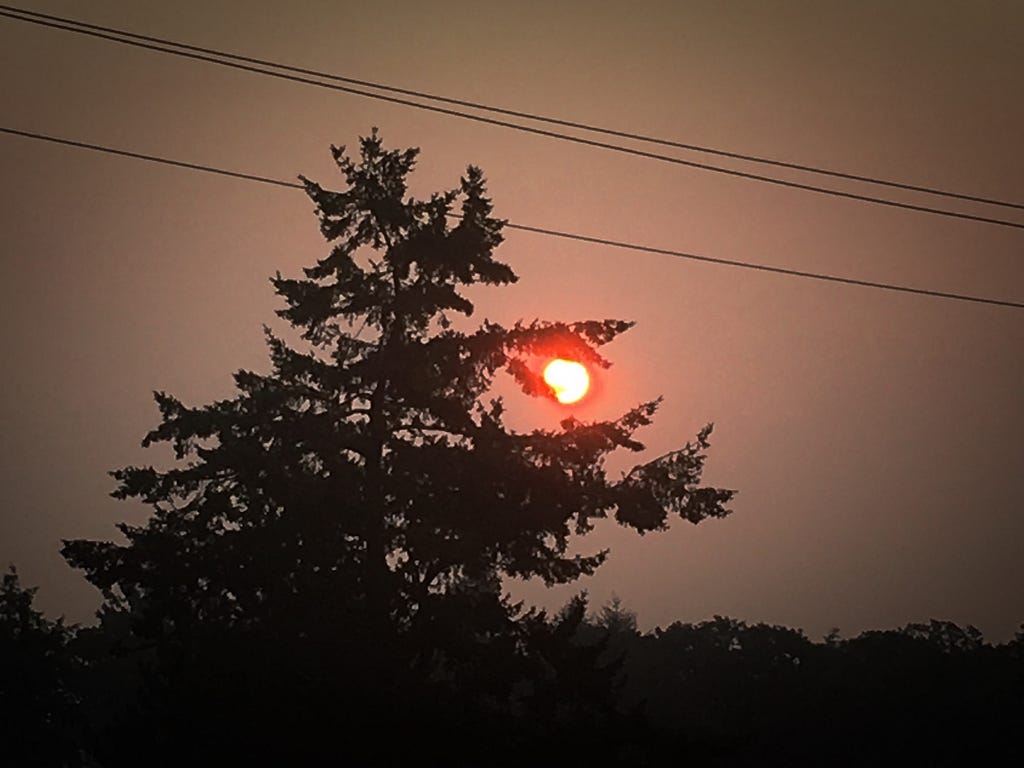 a dark sky with a red sun showing behind a tree