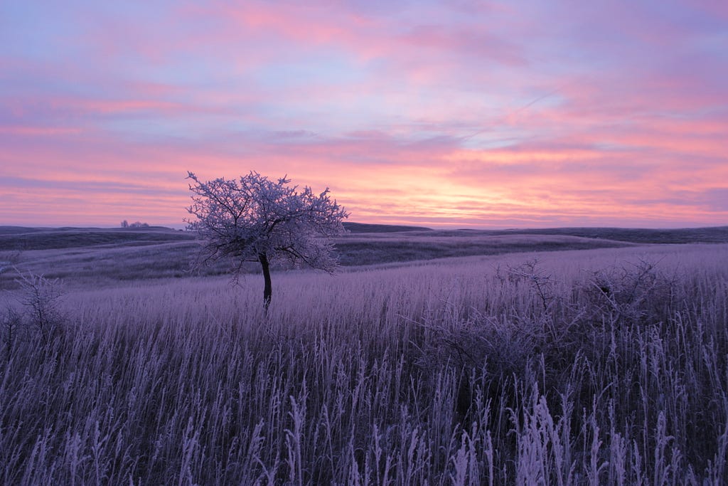 Purple and pink sunset light colors a tree and field covered in hoar frost.