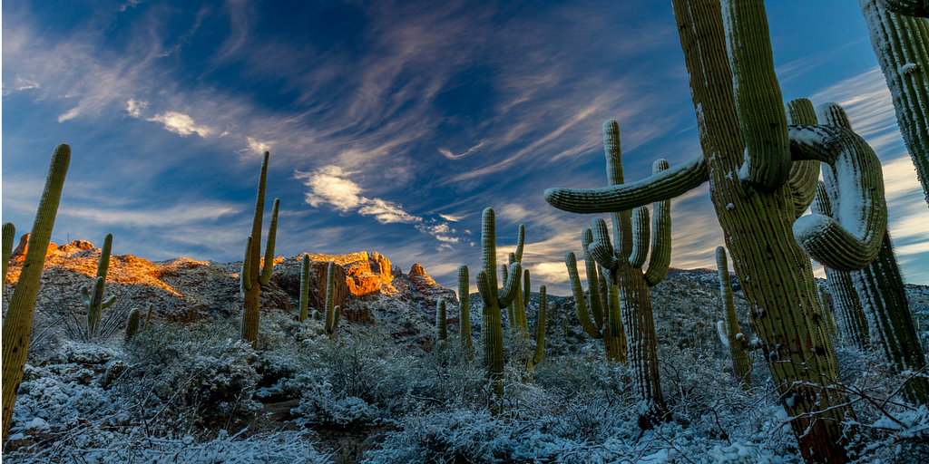 A desert full of cacti covered in snow with big rock formations in the background