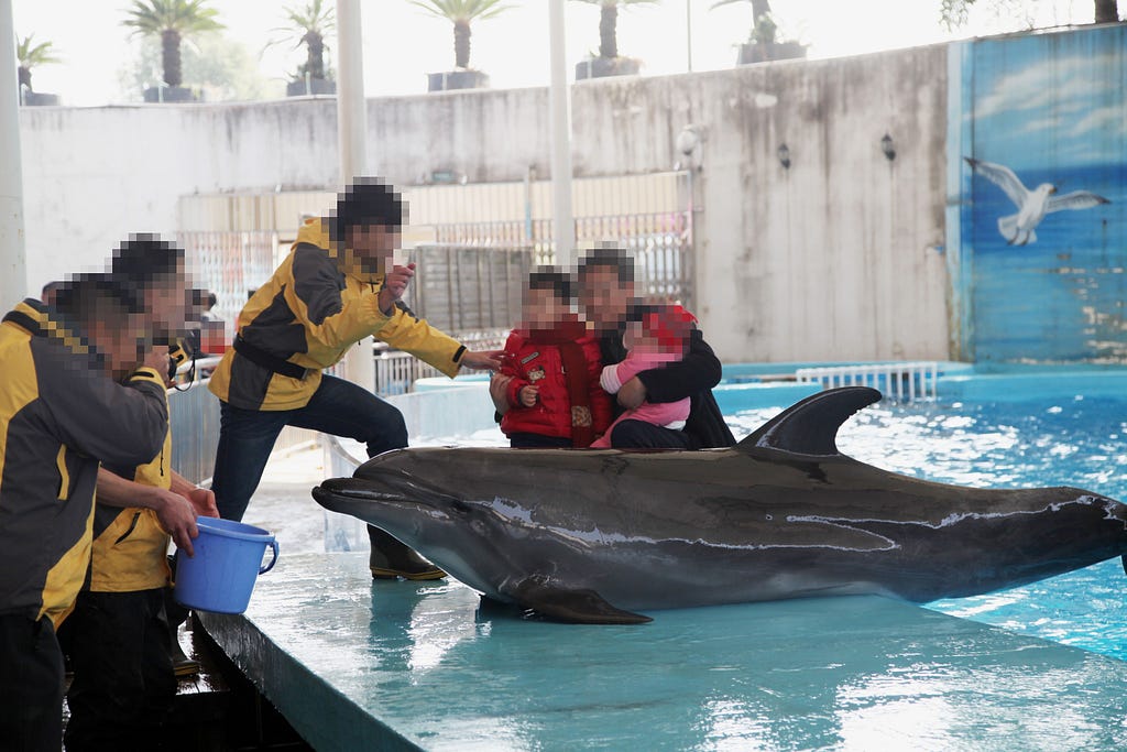 Captive dolphins have to interact with hundreds of tourists in exchange for food