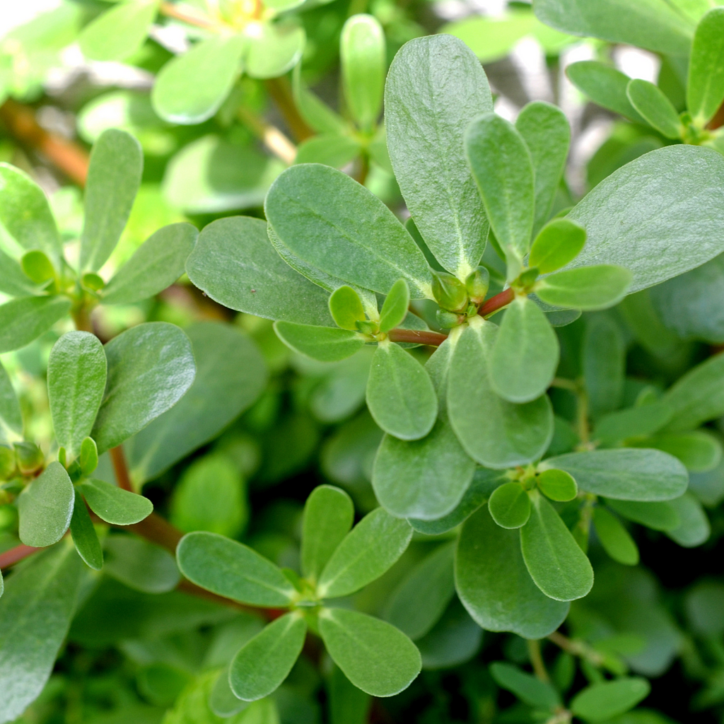 A detailed view of vibrant green purslane (Portulaca oleracea) with its fleshy, oval leaves and reddish stems.