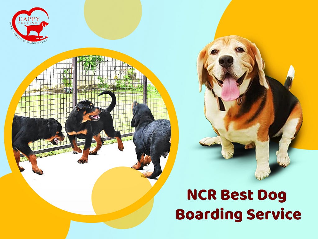 NCR best dog boarding services in Gurgaon