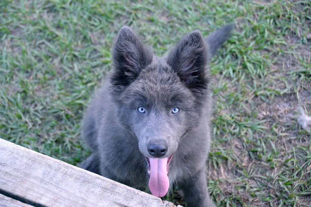 https://dogtify.com/why-is-blue-bay-shepherd-the-best-fit-for-your-home-pet/#What_Are_Blue_Bay_Shepherds