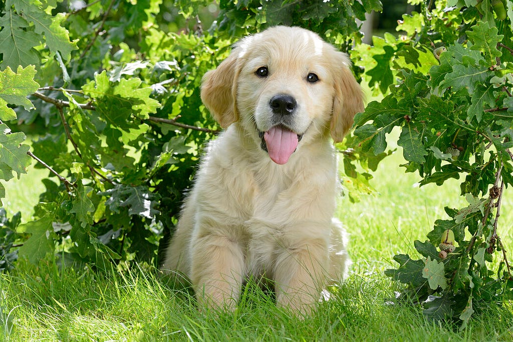 Golden Retriever