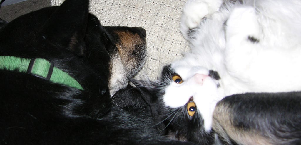 Clovis the cat and Ruffian the dog, relaxing together.