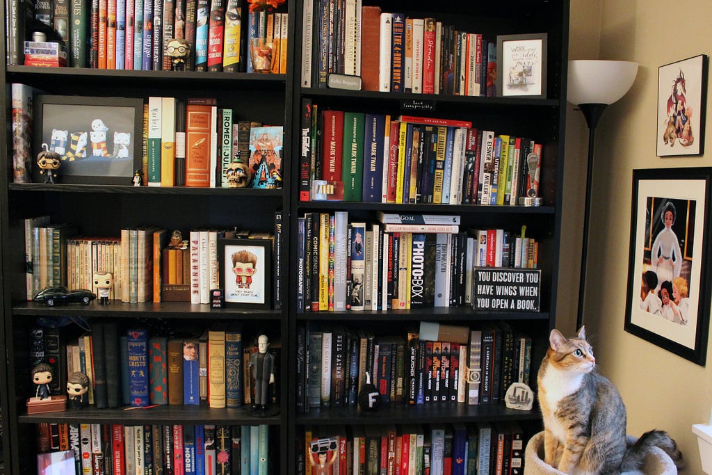 Two books cases full of books with miscellanous items as decor and a adorable cat with stripes of orange, black and white.