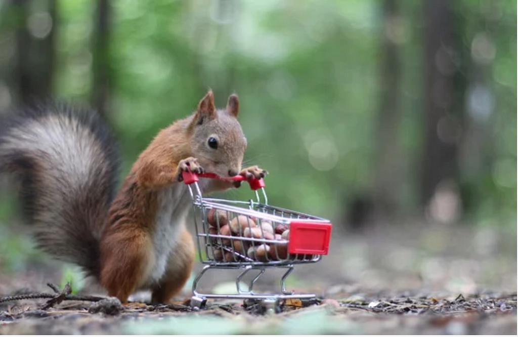 a squirrel in the woods pushing a shopping cart full of nuts