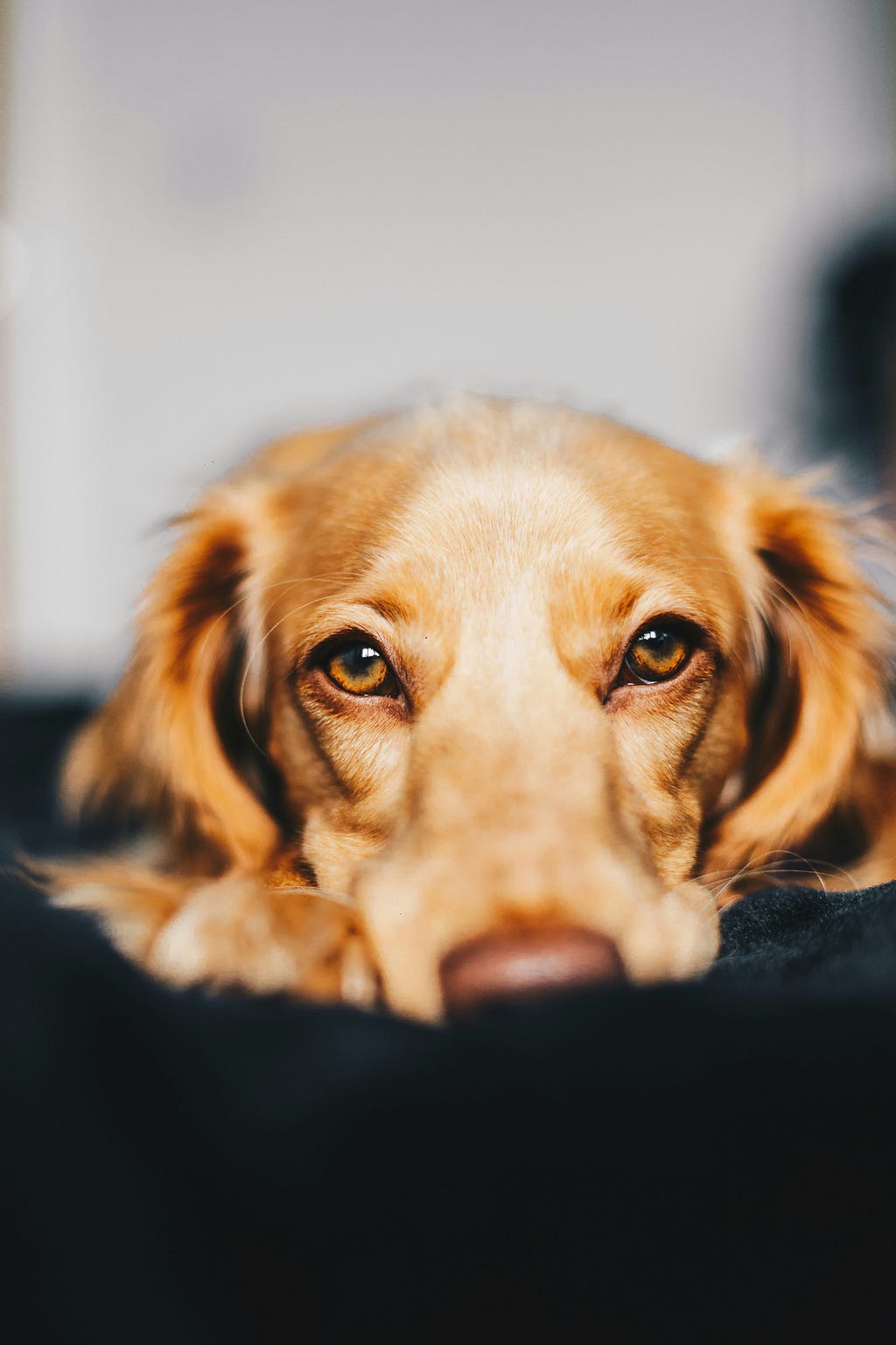 Close up of golden lab’s face as he looks directly into the camera. Photo by Ryan Walton, sourced from Unsplash