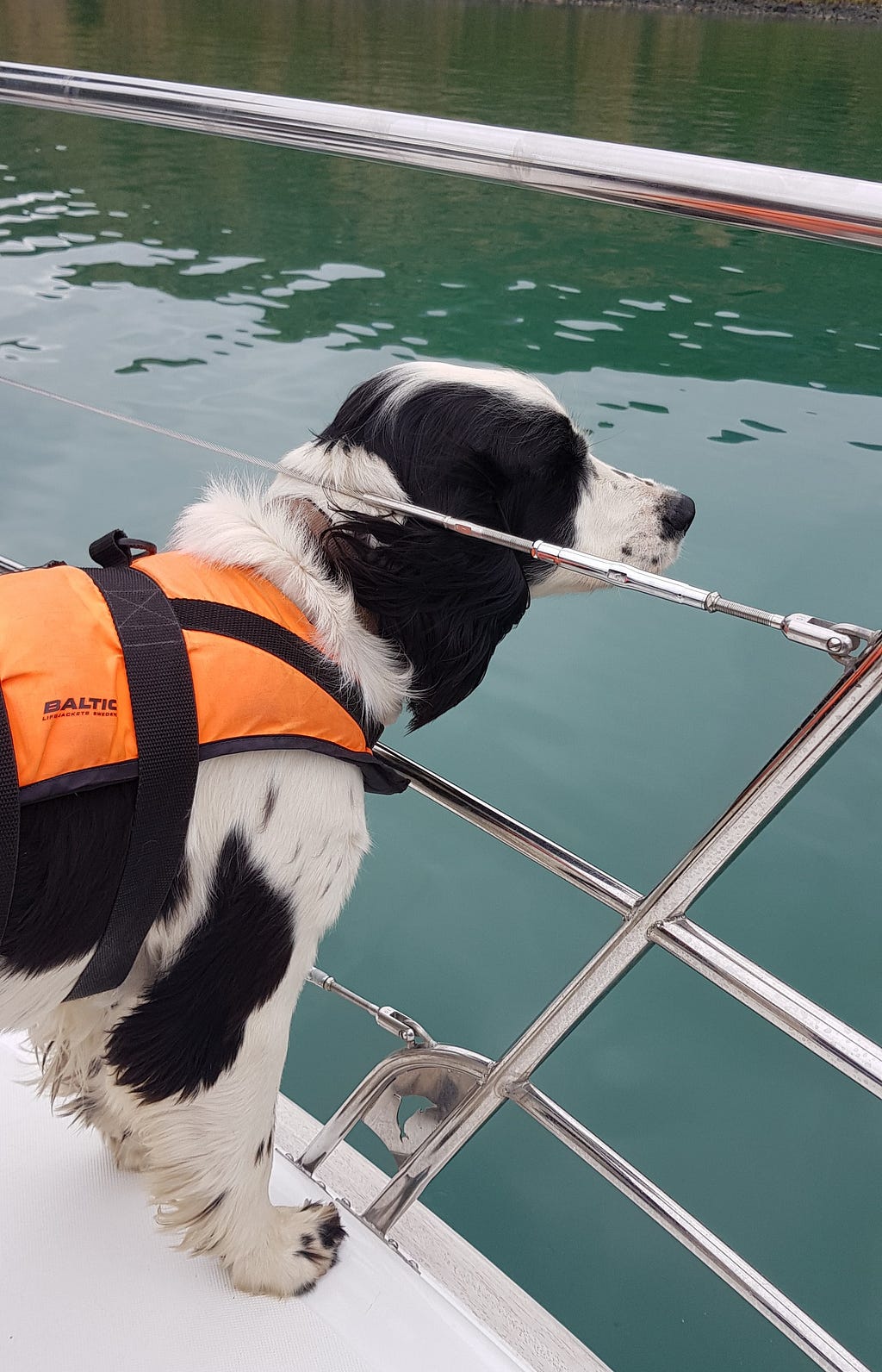 A black and white dog wearing an orange life vest poking his head through horizontal rails on a boat. He is looking over calm water.