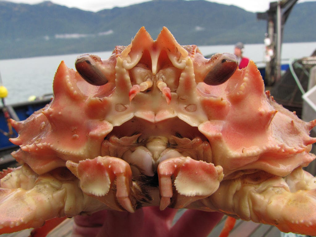 A close up of a male Tanner crab.