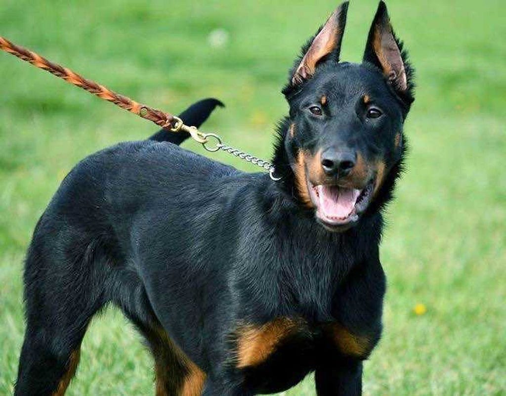 Dog Training Tips — Beauceron