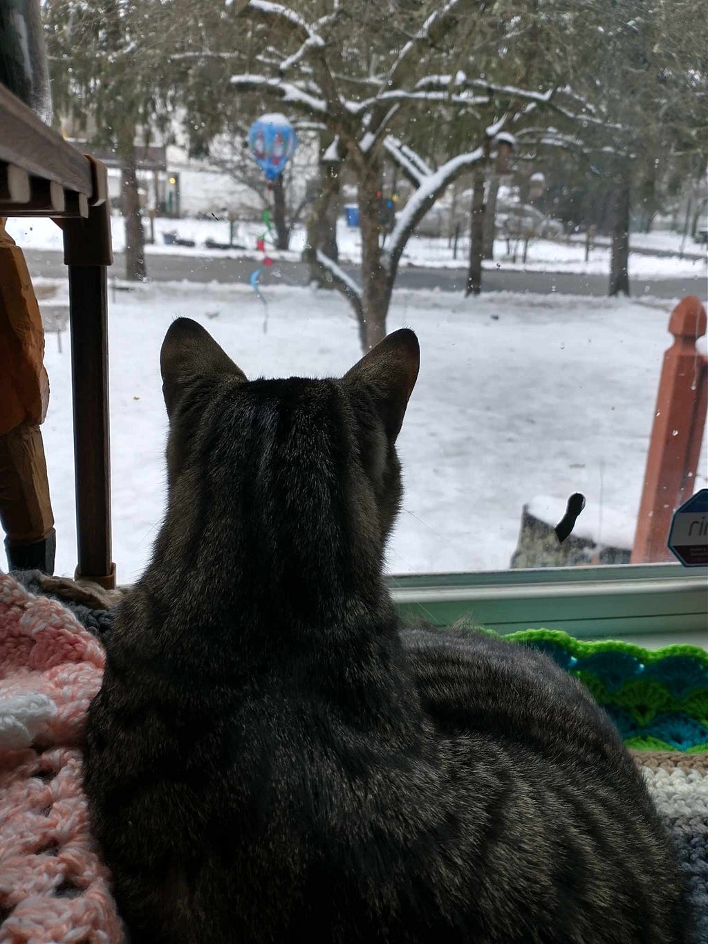 A picture of Grandkitty Fredo looking out the window at the snow