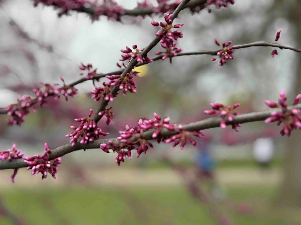Close-up of tree branches with small, pink buds clustered along them, set against a blurred background of a park or outdoor area. The buds are in the early stages of blooming, capturing the delicate beauty and promise of new growth in spring.
